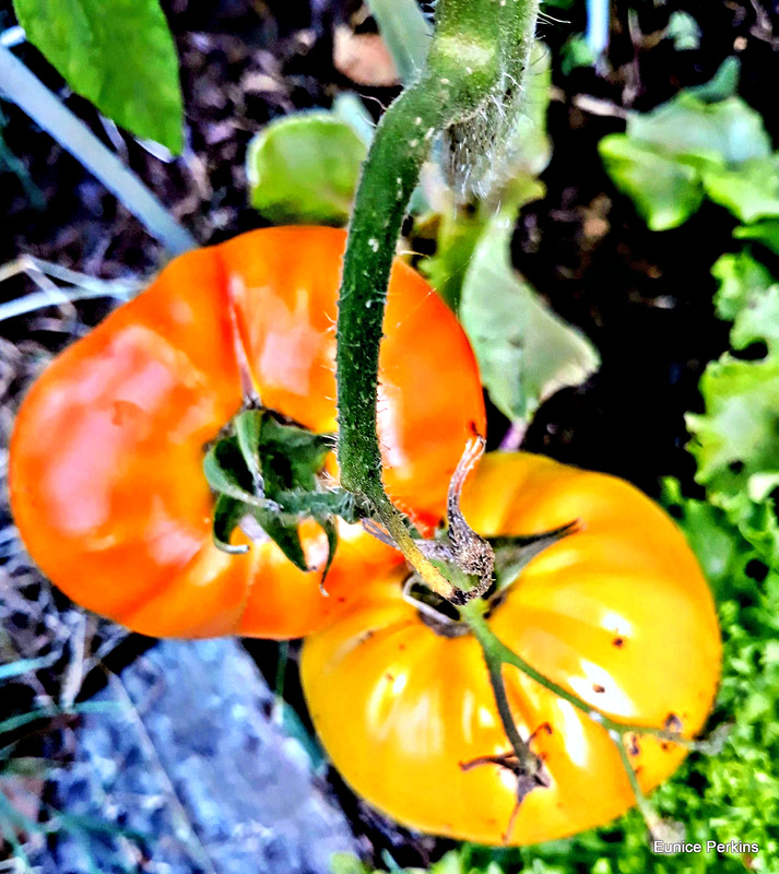 Tomatoes Ripening.