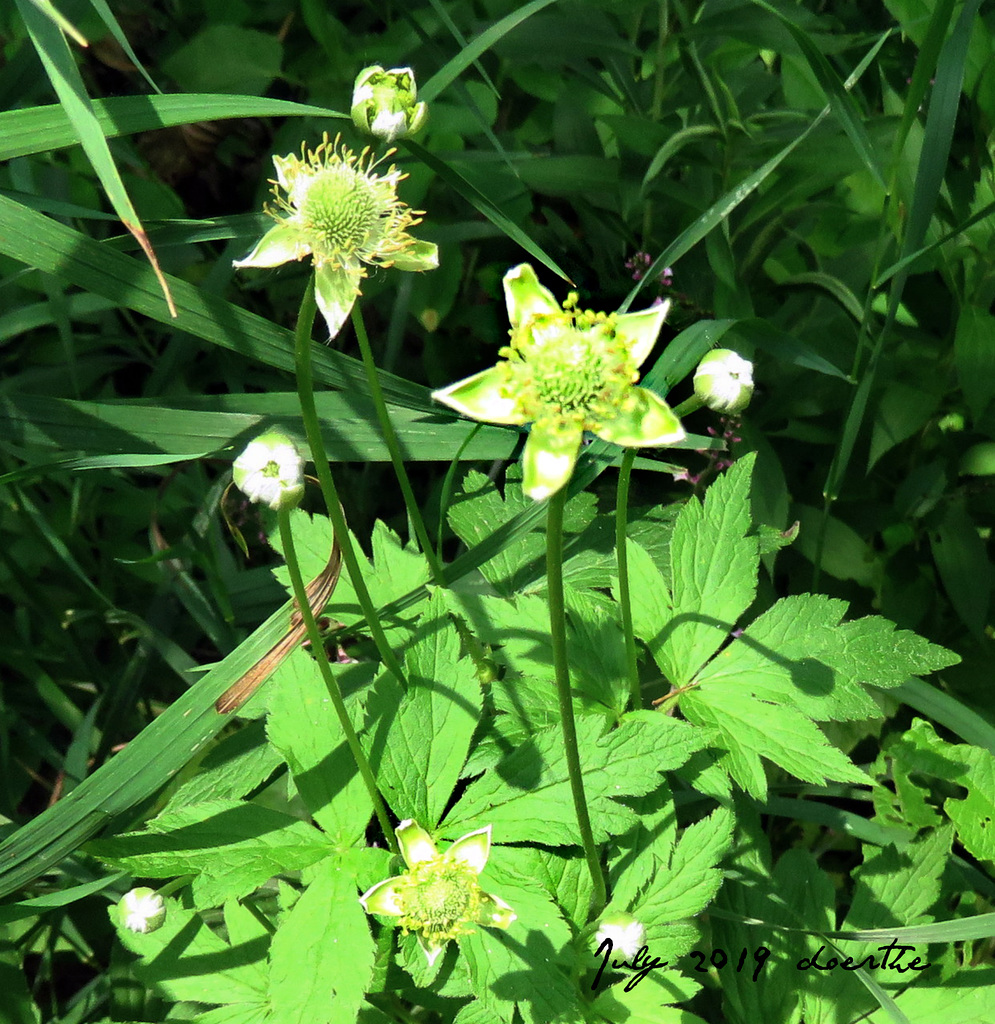 Thimble weed