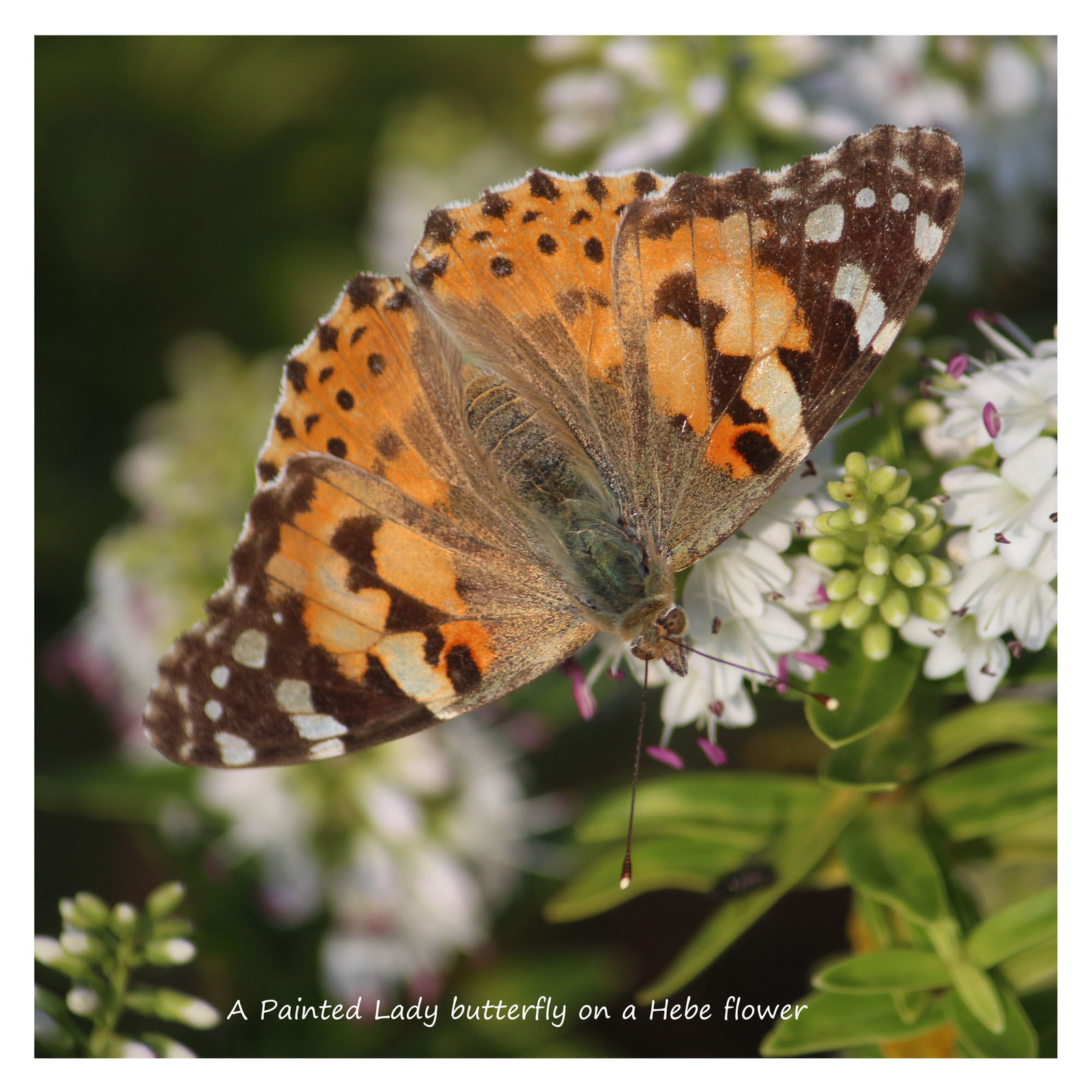 Painted Lady on Hebe EB 25 6 2019