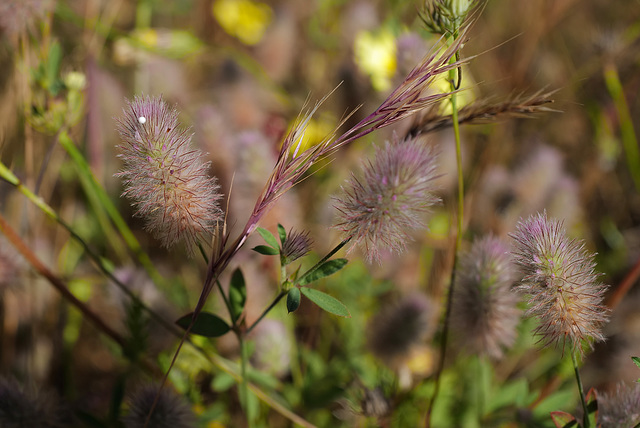 Trifolium arvense