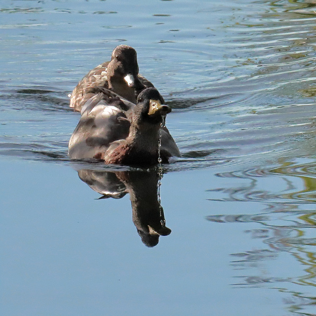 EOS 90D Peter Harriman 09 01 07 41503 sittingDucks dpp