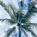 Palm - Kahala Beach