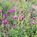 Kartäusernelke / Steinnelke (Dianthus carthusianorum)