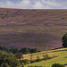 Purple heather moorland