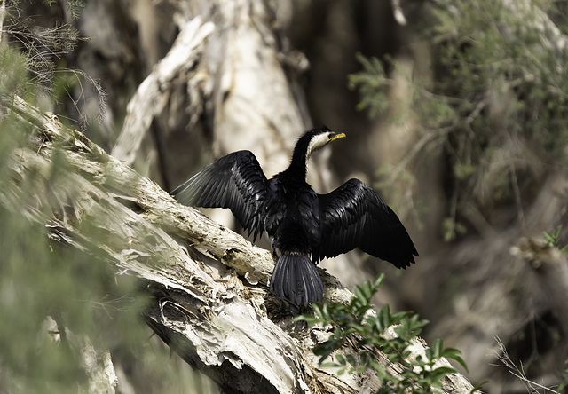 Little Pied Cormorant Drying in the Sun.