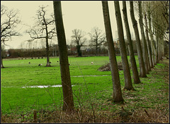 Marshy meadows