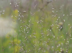 Poésie... Poésie...