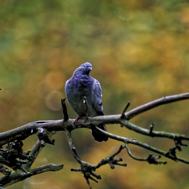 20231029_nürnberg tiergarten