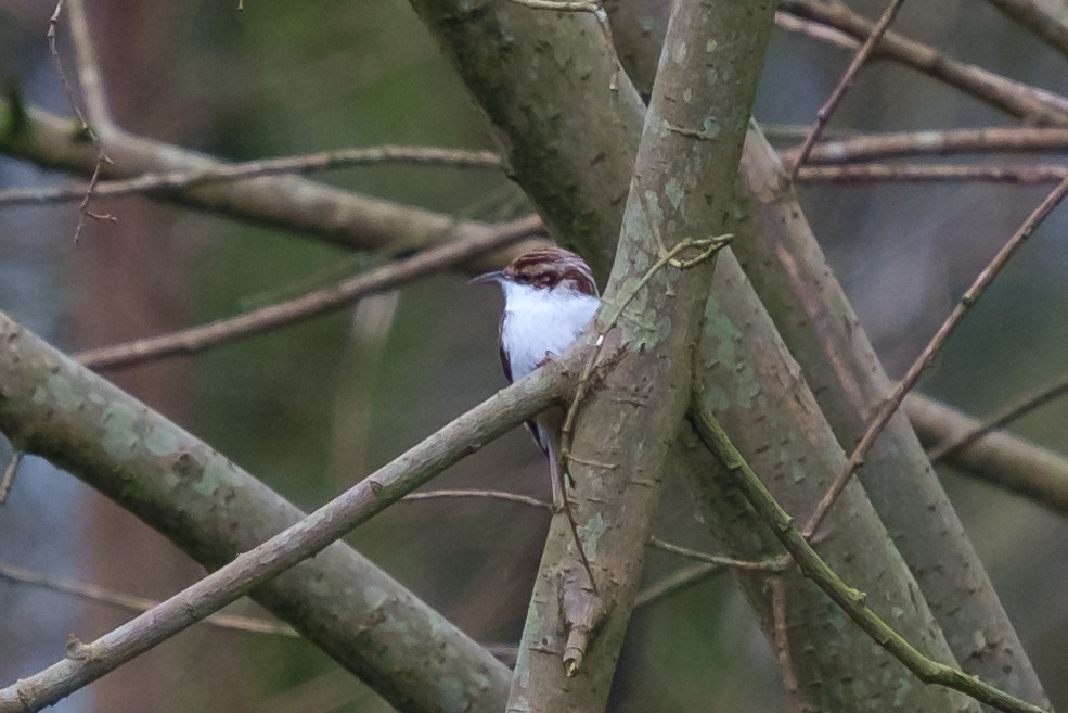 Treecreeper