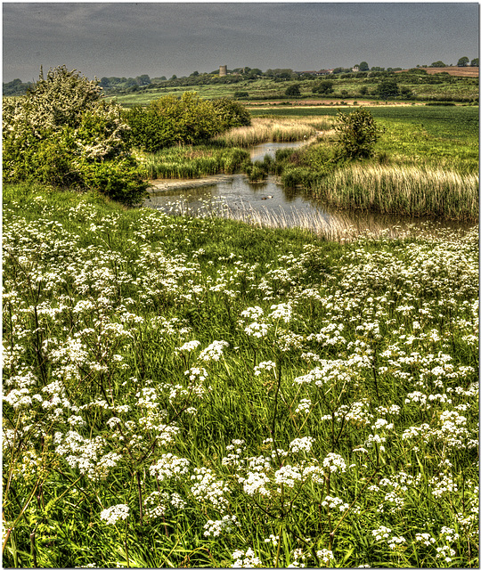 Hadleigh Marsh, Essex