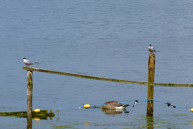 Common Terns