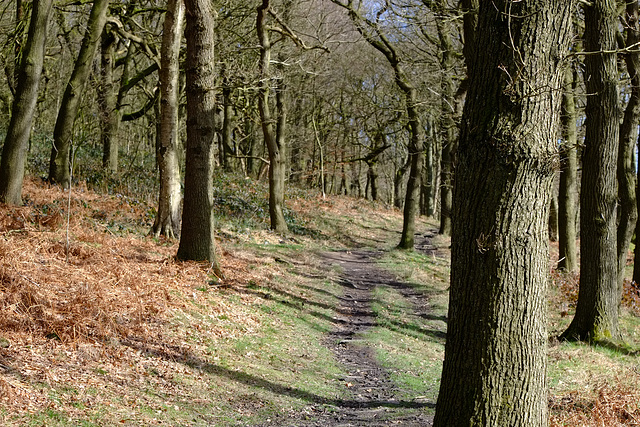 Shire Hill Wood path