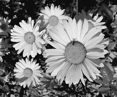 en noir&blanc Marguerites...