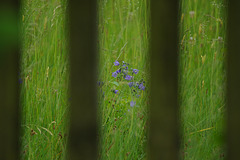 through the barricades