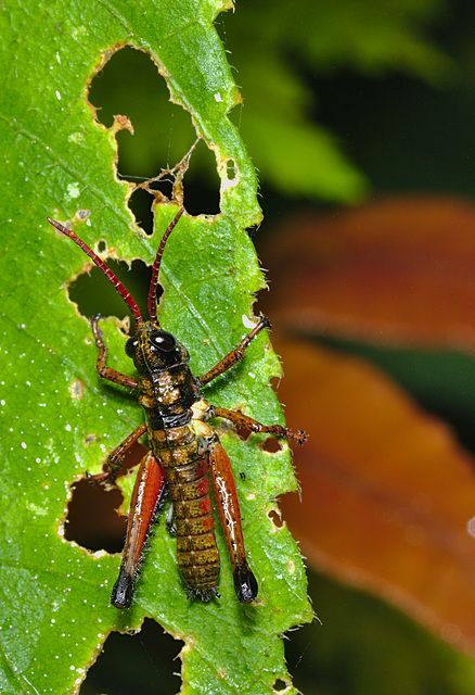 Grasshopper IMG_2576