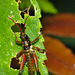 Grasshopper IMG_2576