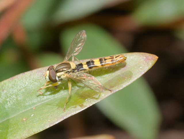 HoverflyIMG 5393