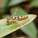 HoverflyIMG 5393