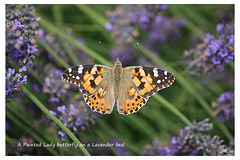 Painted Lady on Lavender EB 2 8 2019