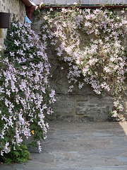 Courtyard Clematis in bloom