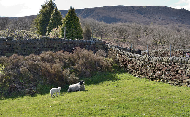 Mother and lamb