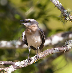 EF7A6382 Bird