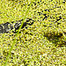 20230810 3741CPw [D~MS] Ringelnatter (Natrix natrix), Rieselfelder Münster