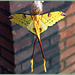 Comet Moonmoth ( Argema mittrei )