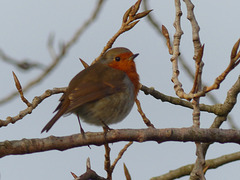 A Robin in Gosport (1) - 27 January 2015