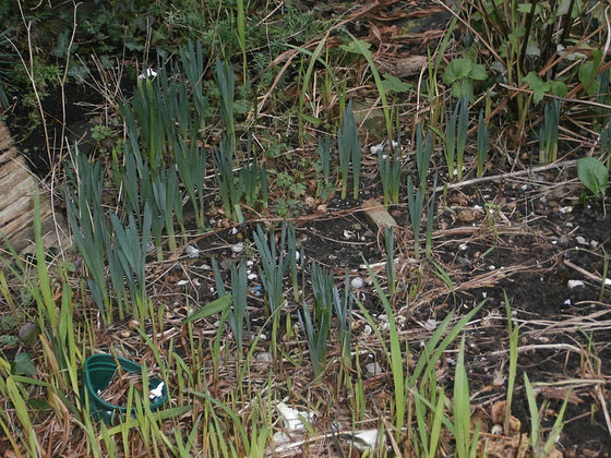 Some daffodils are starting to sprout