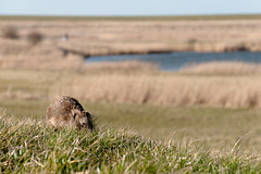 Nordsee-1