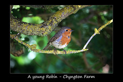 A young Robin at Chyngton Farm - Seaford - Sussex - 8.6.2015