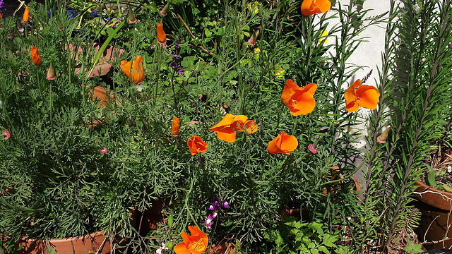 The lovely bright orange poppies