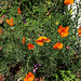The lovely bright orange poppies