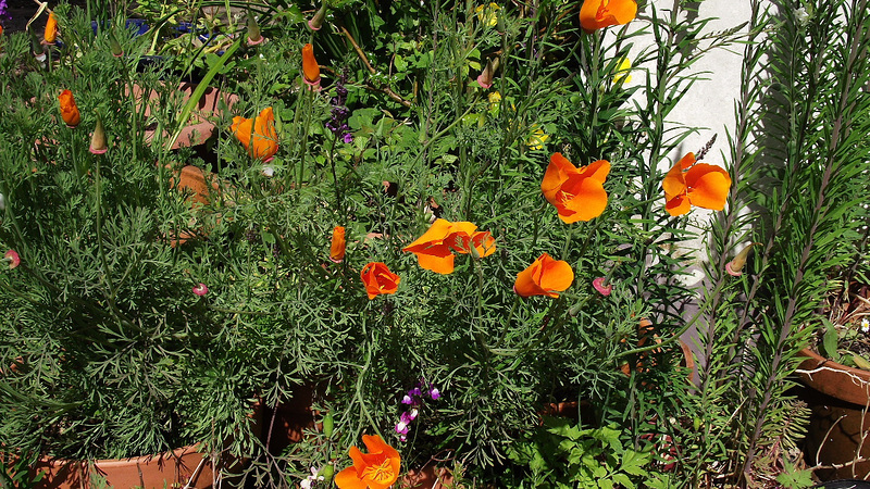 The lovely bright orange poppies