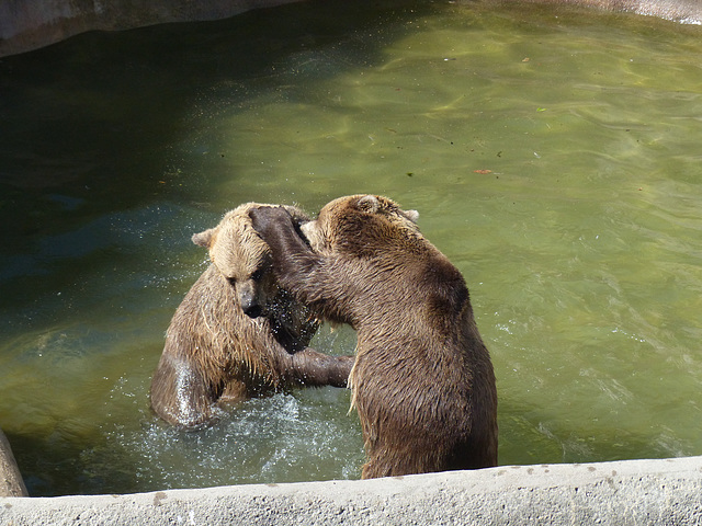 Helsinki Zoo (12) - 2 August 2016