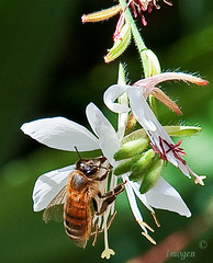 Bee on White Gaura
