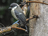 20170724 2617CPw [D~LIP] Weidenmeise (Poecile montanus), Bad Salzuflen