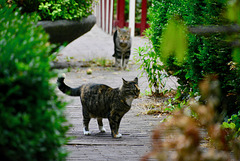 A meeting of two cats