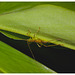 Cricket IMG_2578