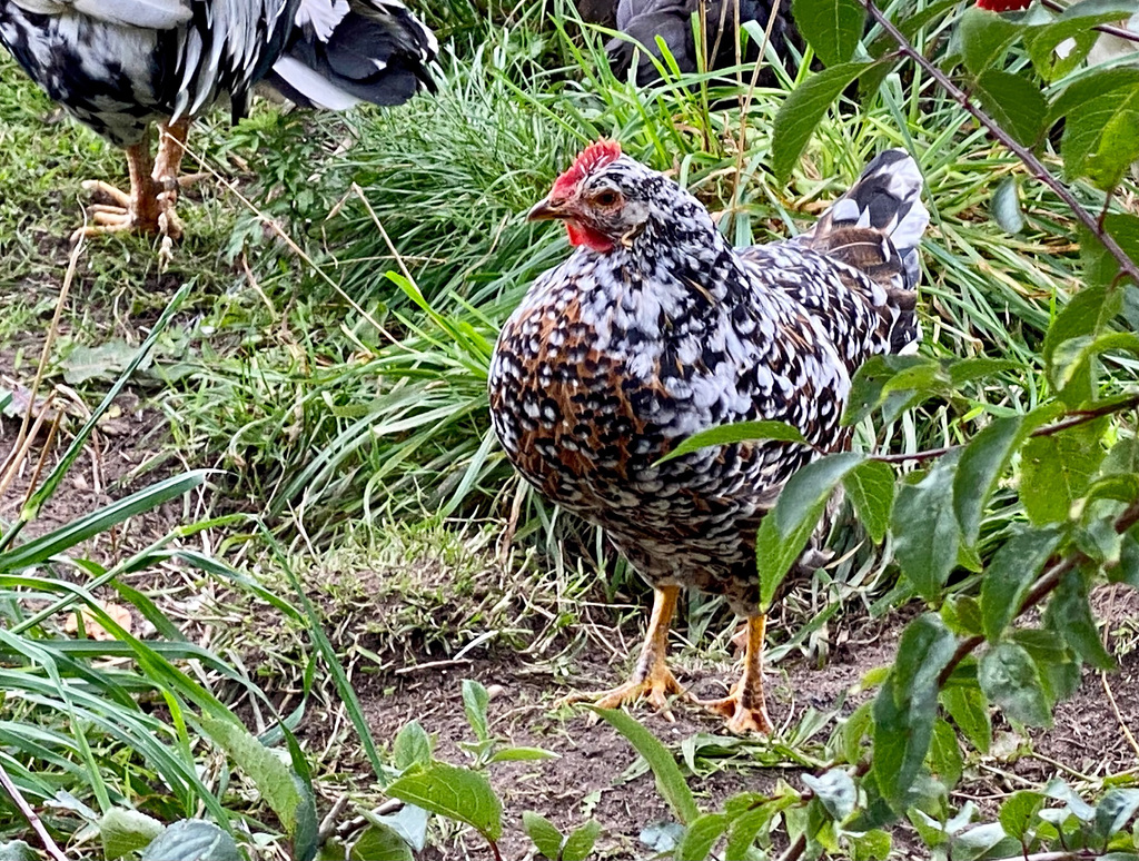 Ein 'glückliches' Huhn