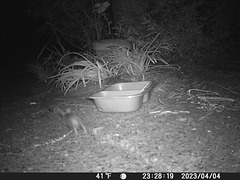 gct[1] small mammal