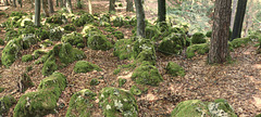 Fränkischer Gebirgsweg Betzenstein - Hormersdorf