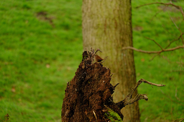 Wren