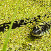 20230810 3742CPw [D~MS] Ringelnatter (Natrix natrix), Rieselfelder Münster
