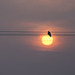 Sonnenbesetzer