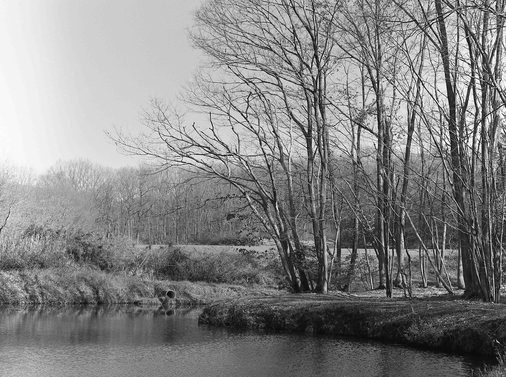 Copse and a pond