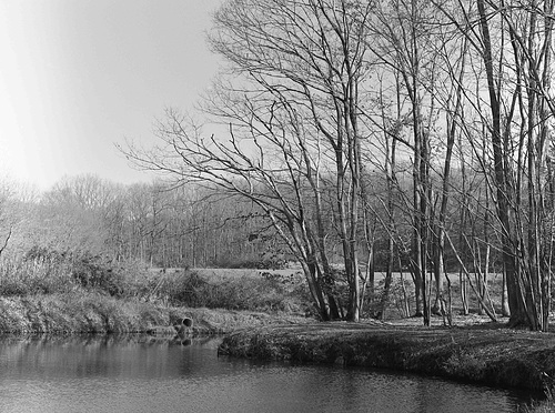 Copse and a pond