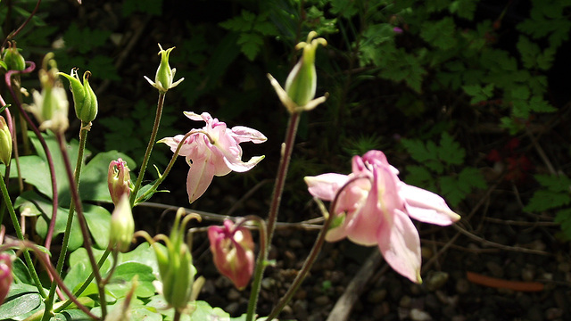 Pretty pink aqualegia