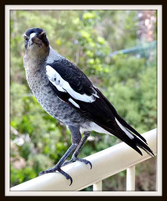 Young Magpie